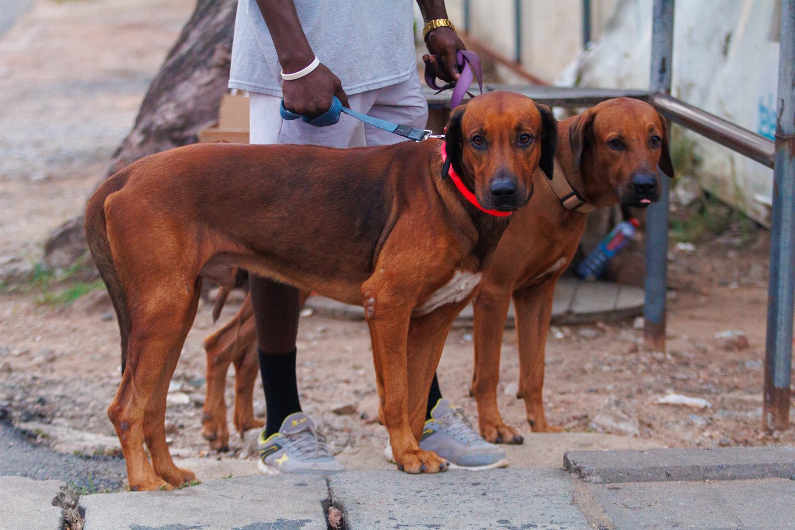 AAK Pet Shop gallery photo 10