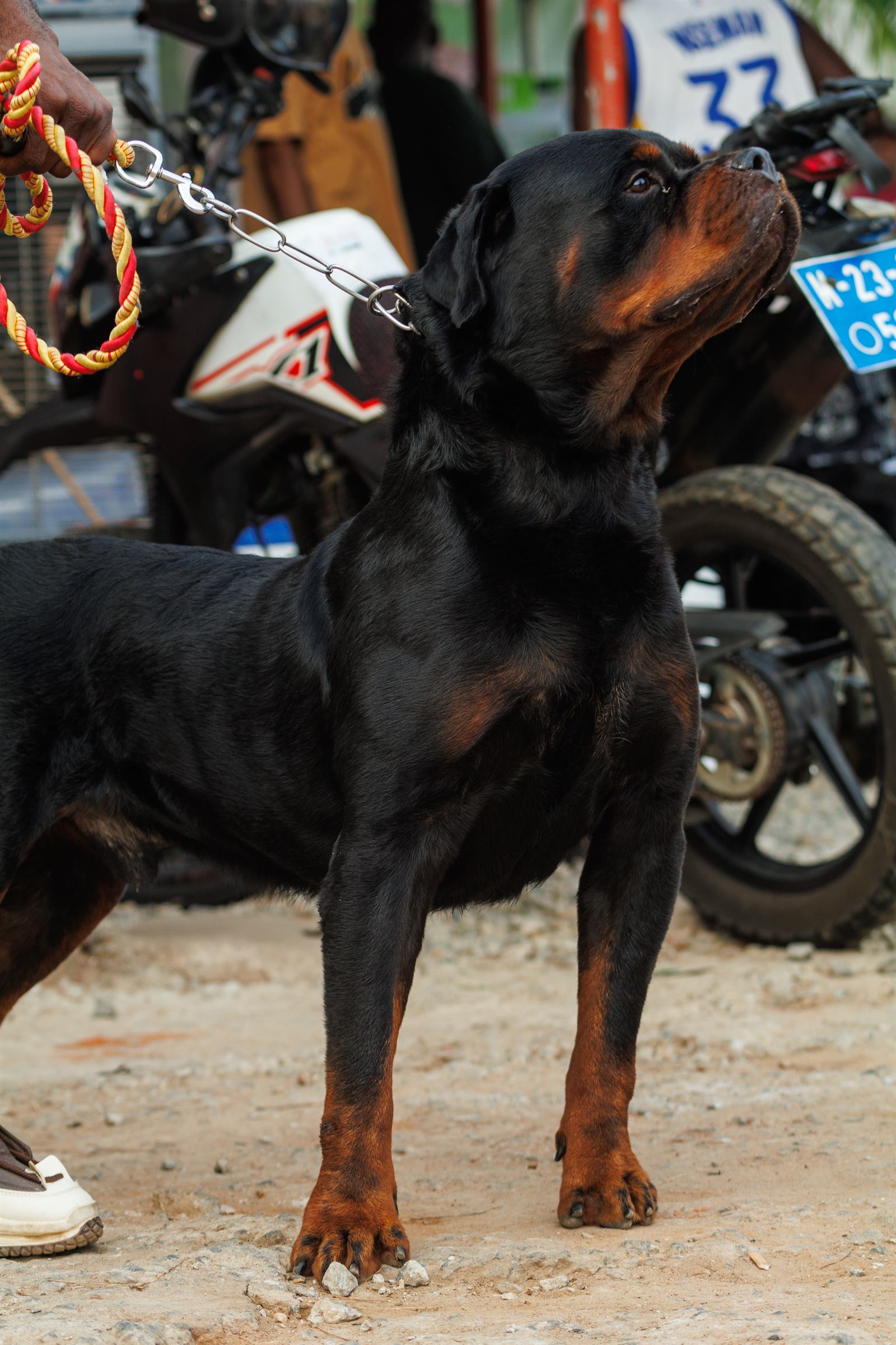 AAK Pet Shop gallery photo 26