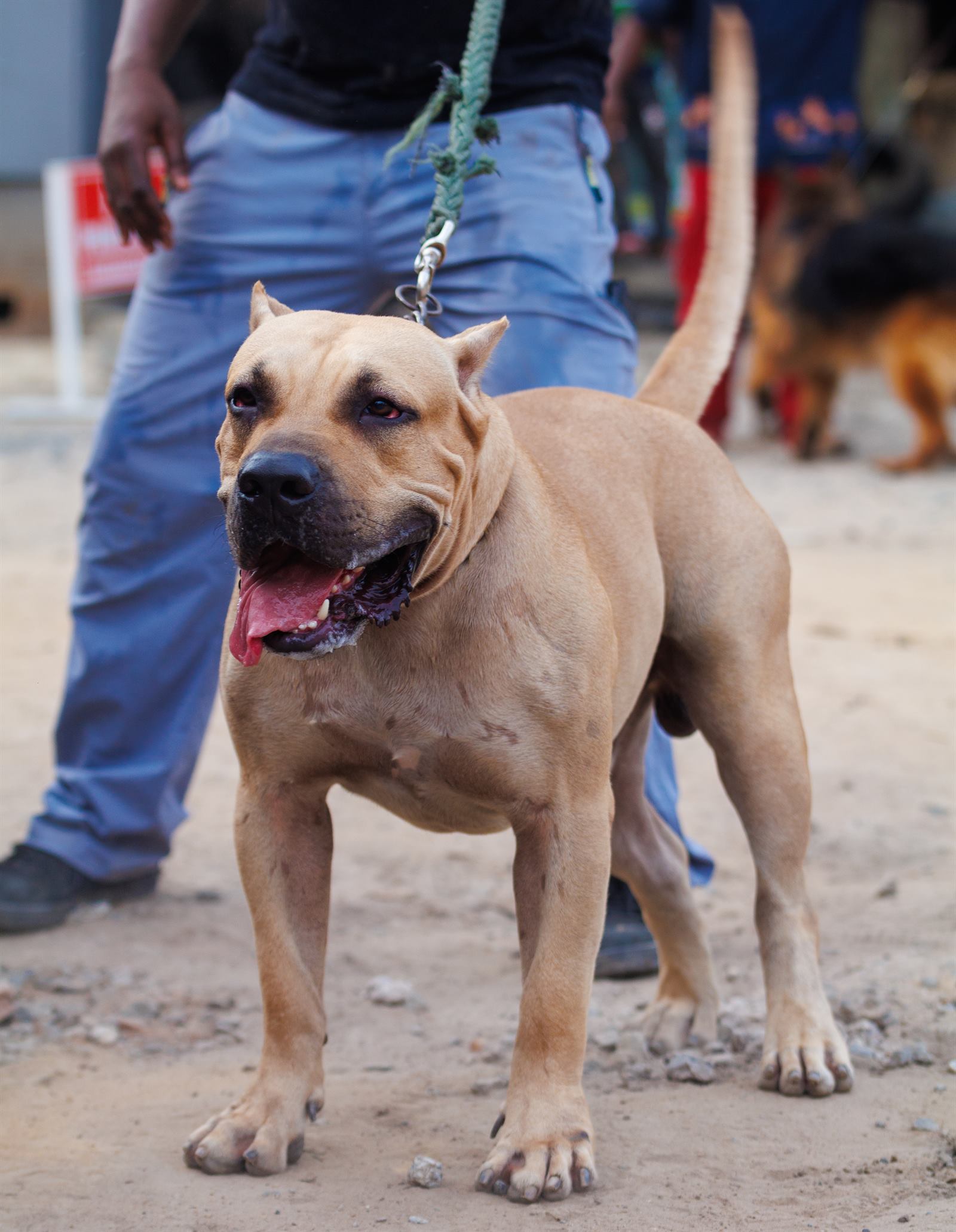 AAK Pet Shop gallery photo 36