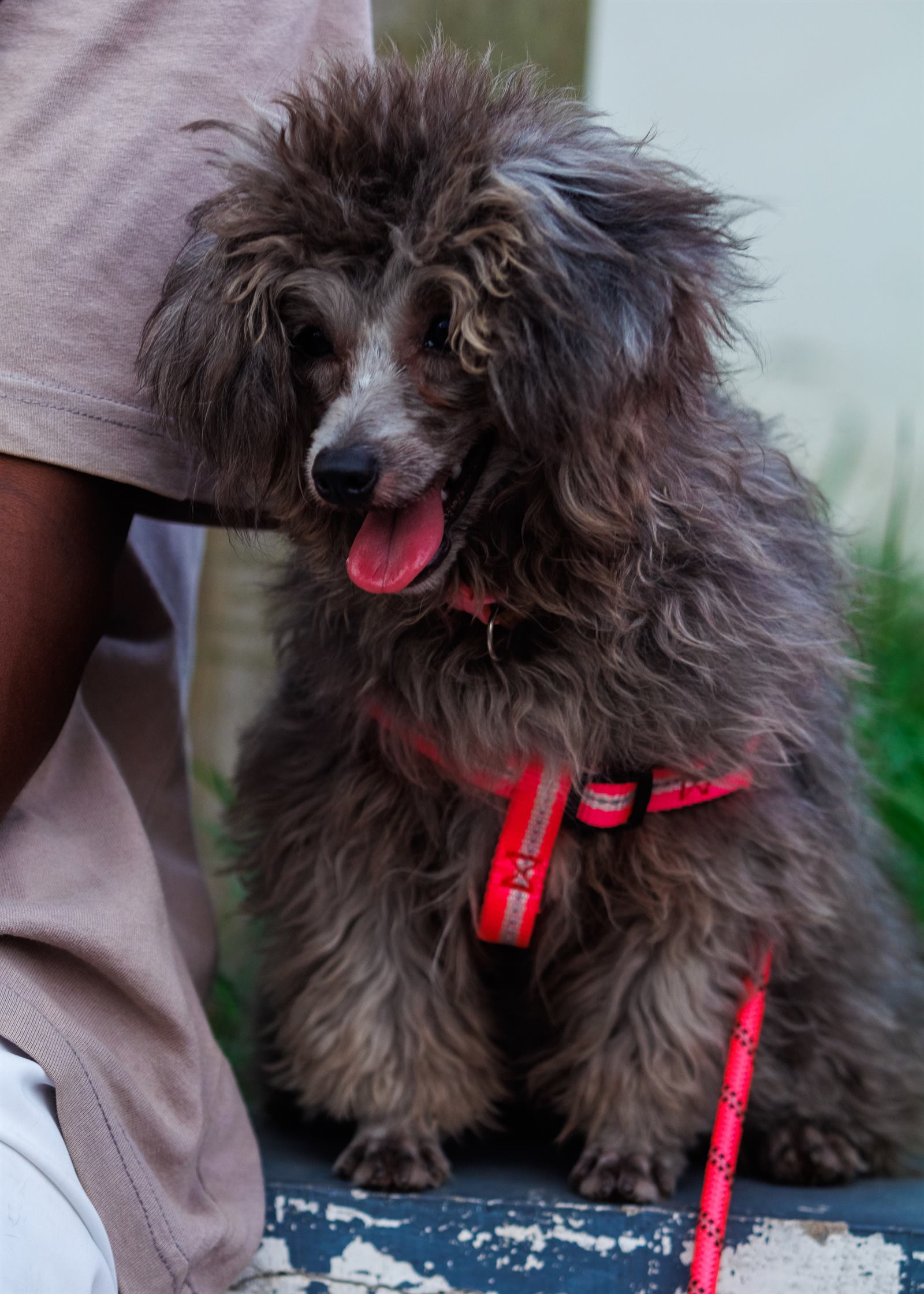 AAK Pet Shop gallery photo 91
