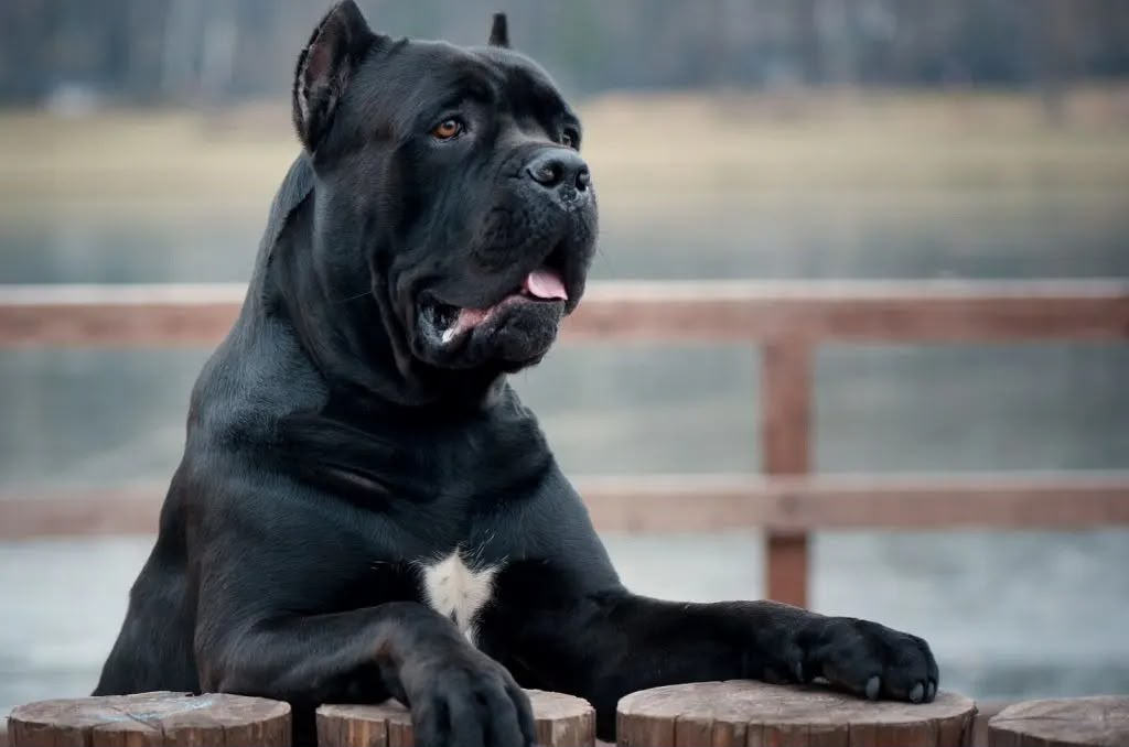 Cane corso