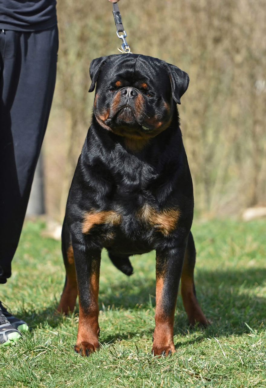 Rottweiler