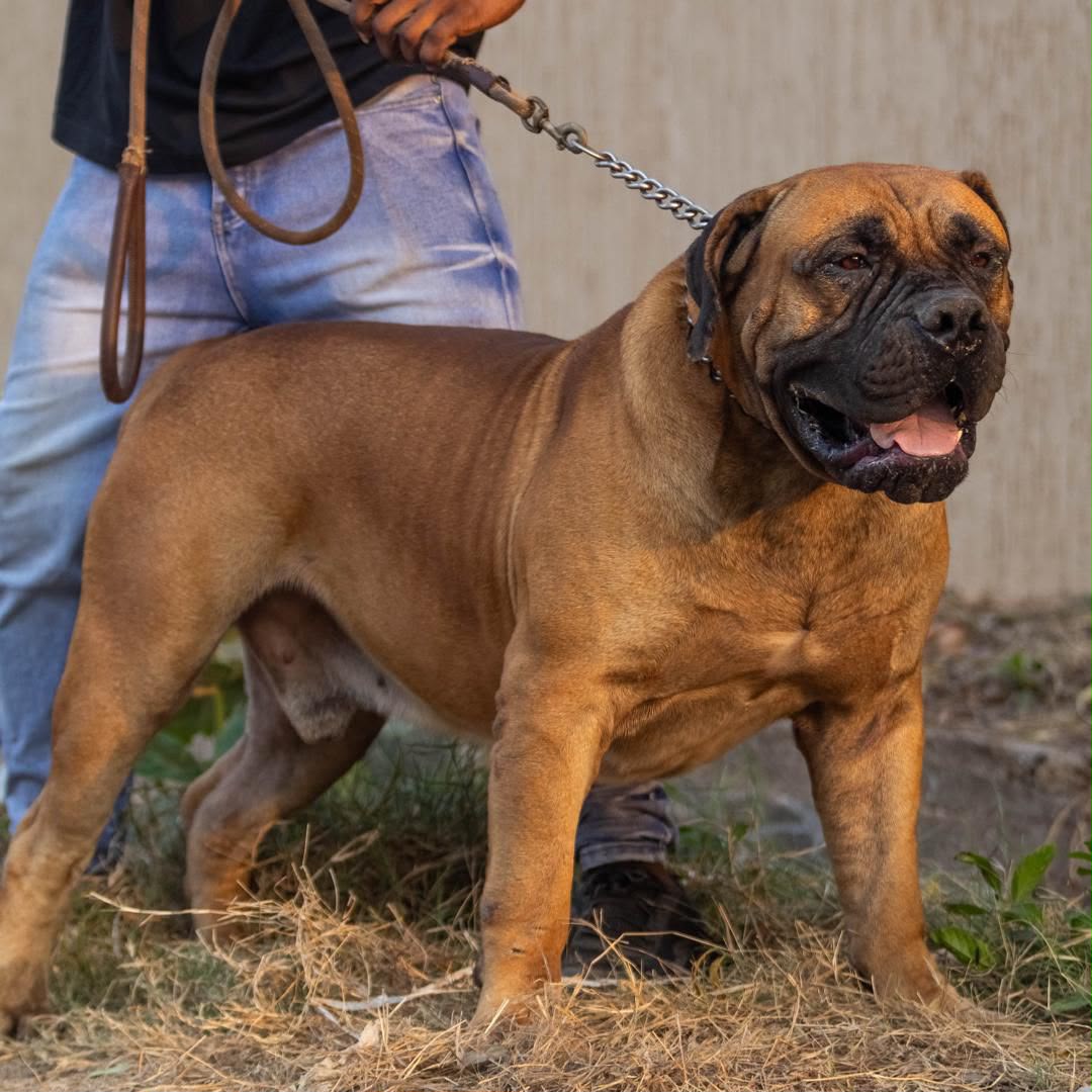 Boerboel