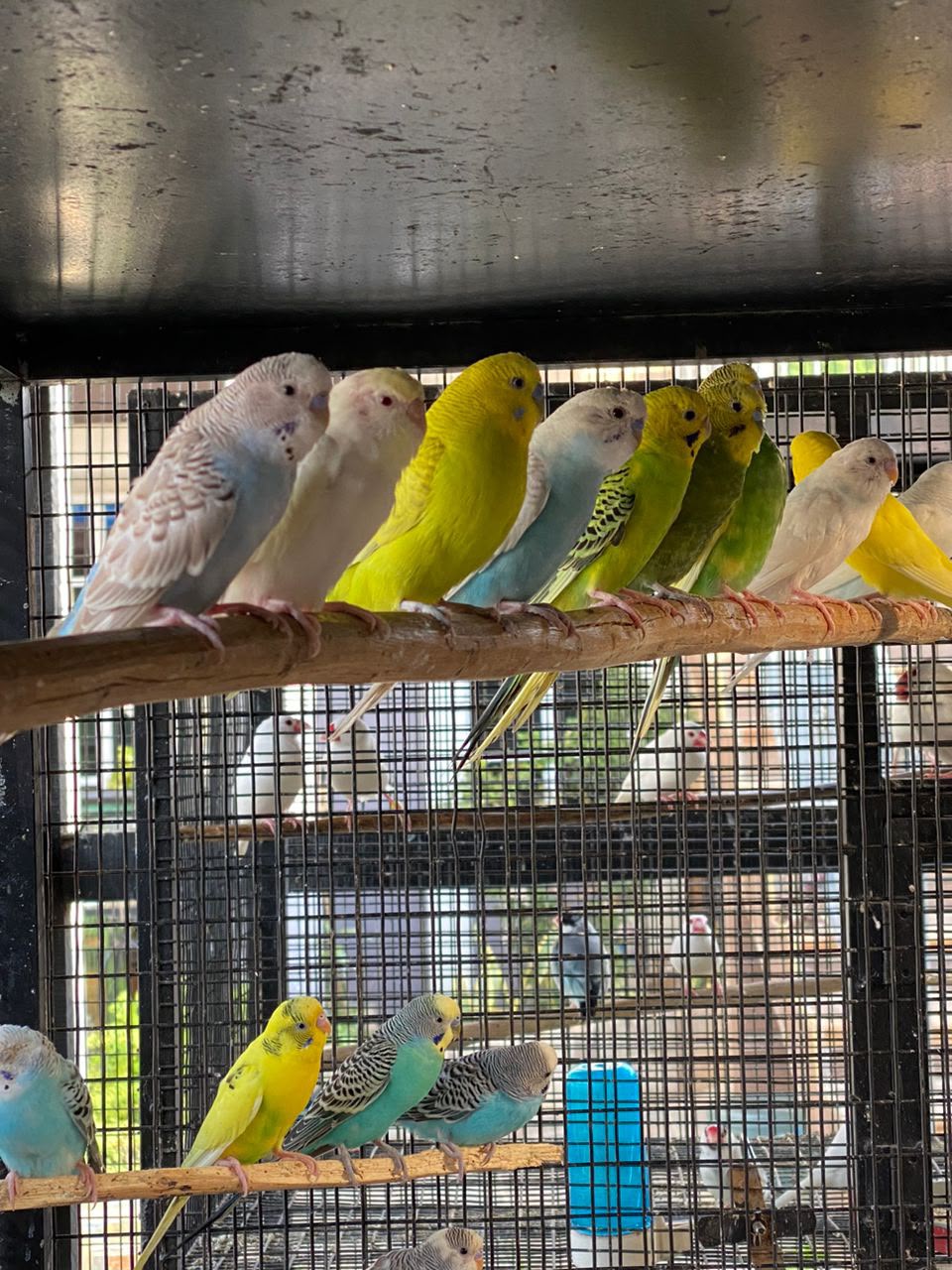 Badgies  Parrot