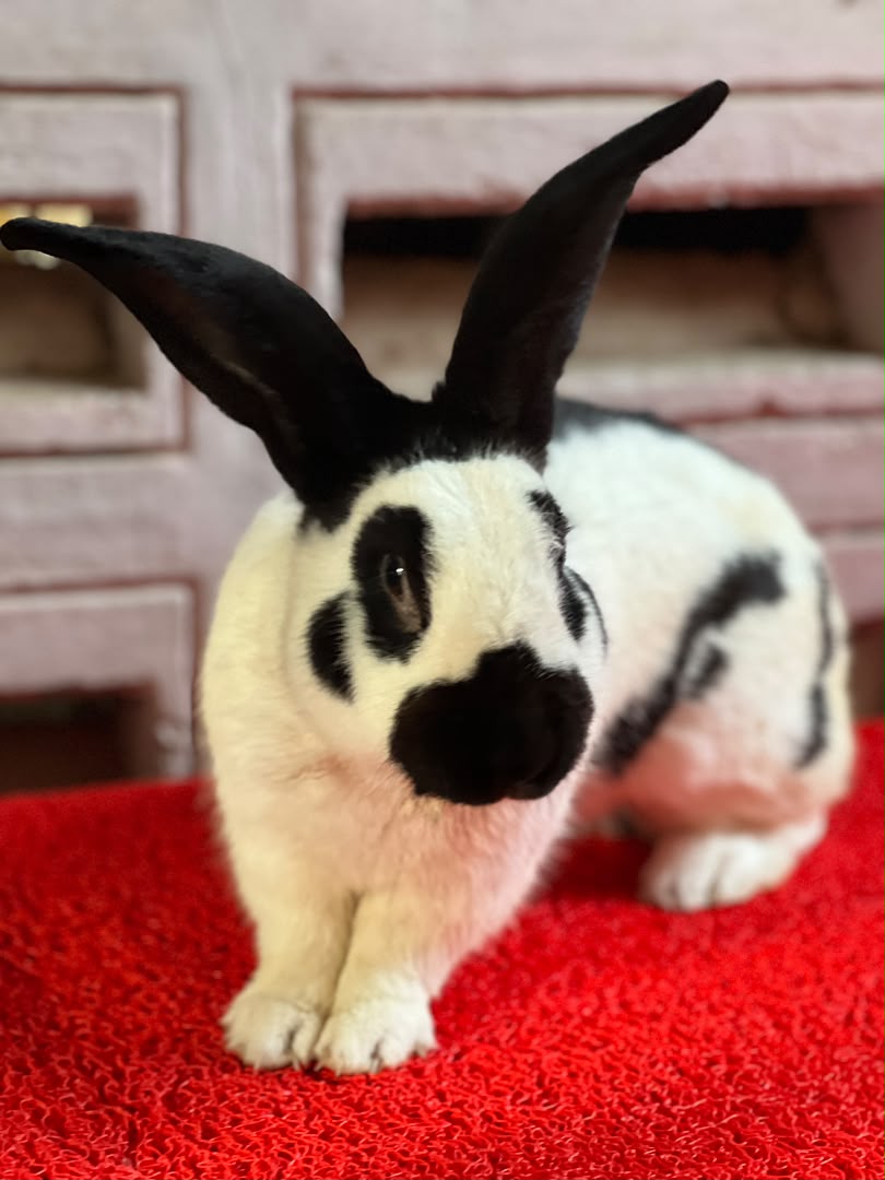 Rabbit