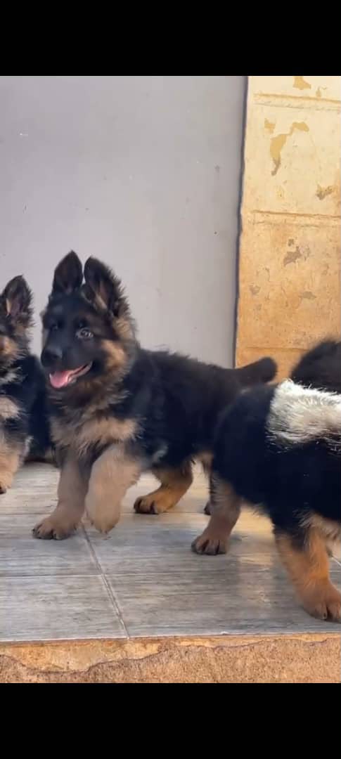 German Shepherd