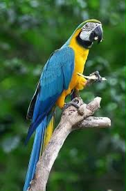 Macaw